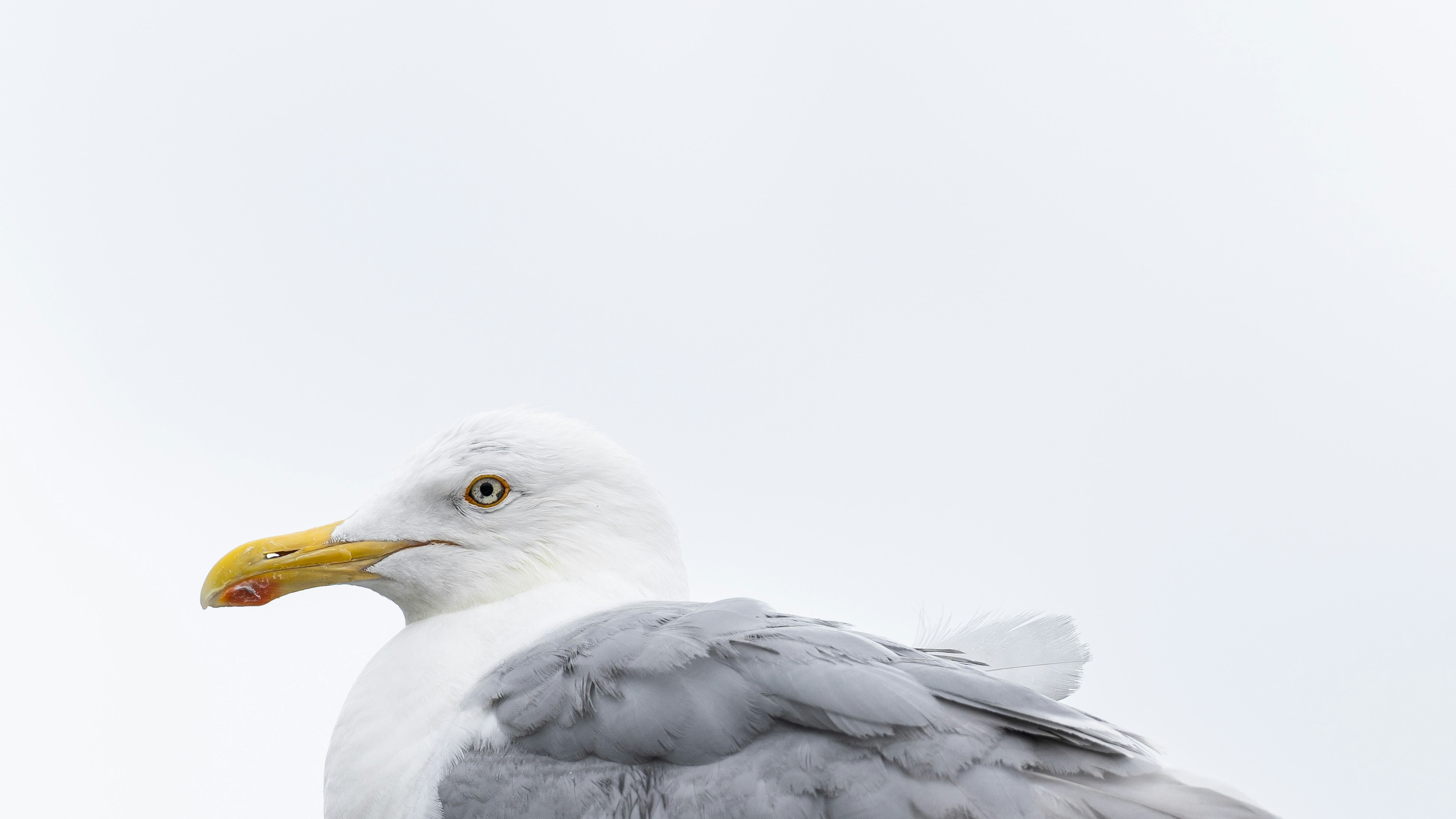 white bird with yellow beak